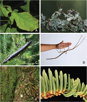 Evolution of Oviposition Techniques in Stick and Leaf Insects (Phasmatodea)